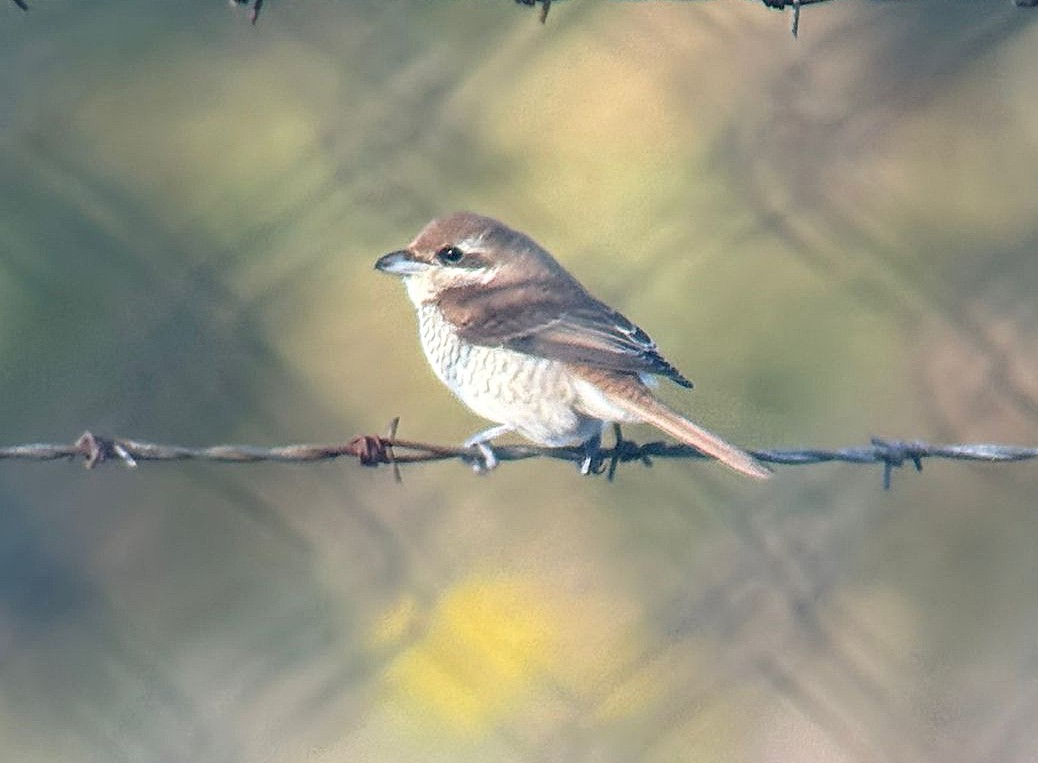 Brown Shrike