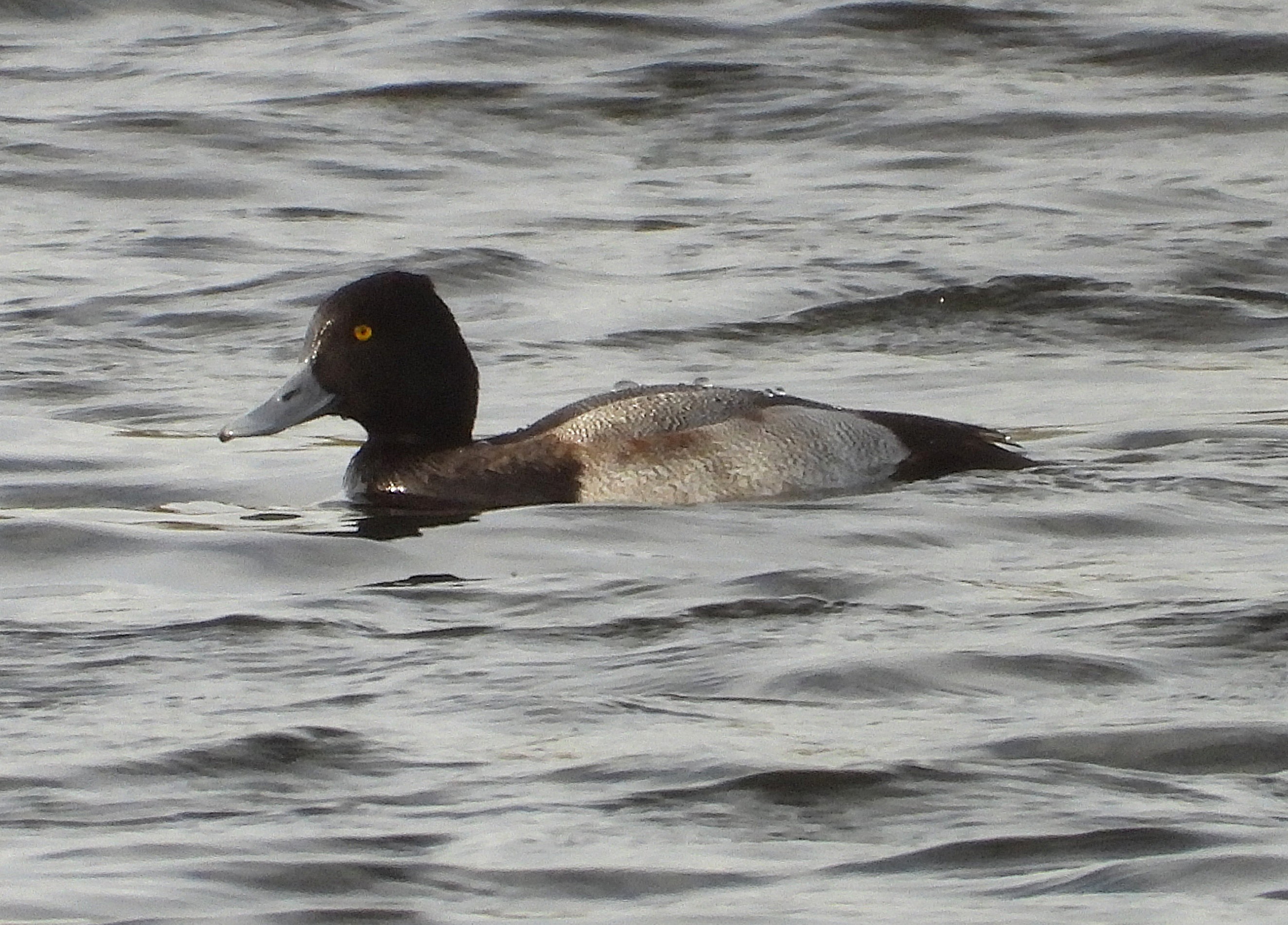 Lesser Scaup