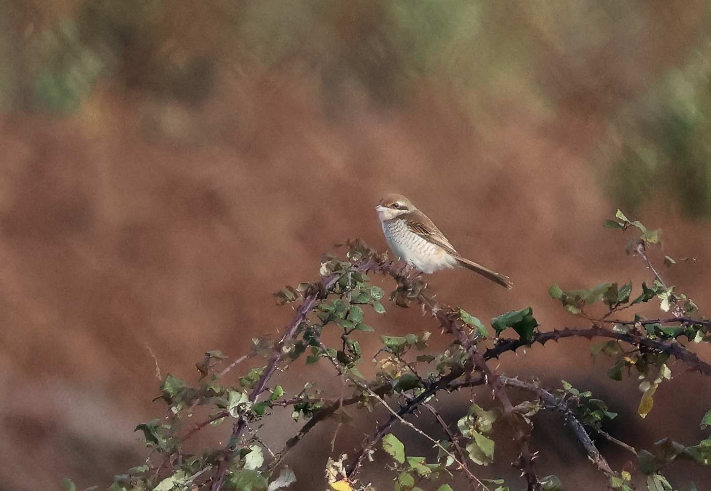 Brown Shrike