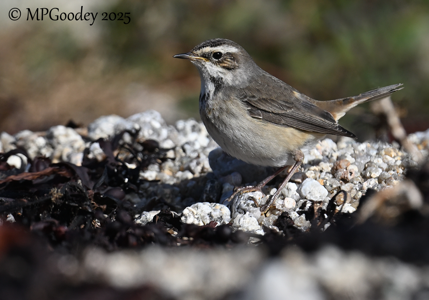 Bluethroat