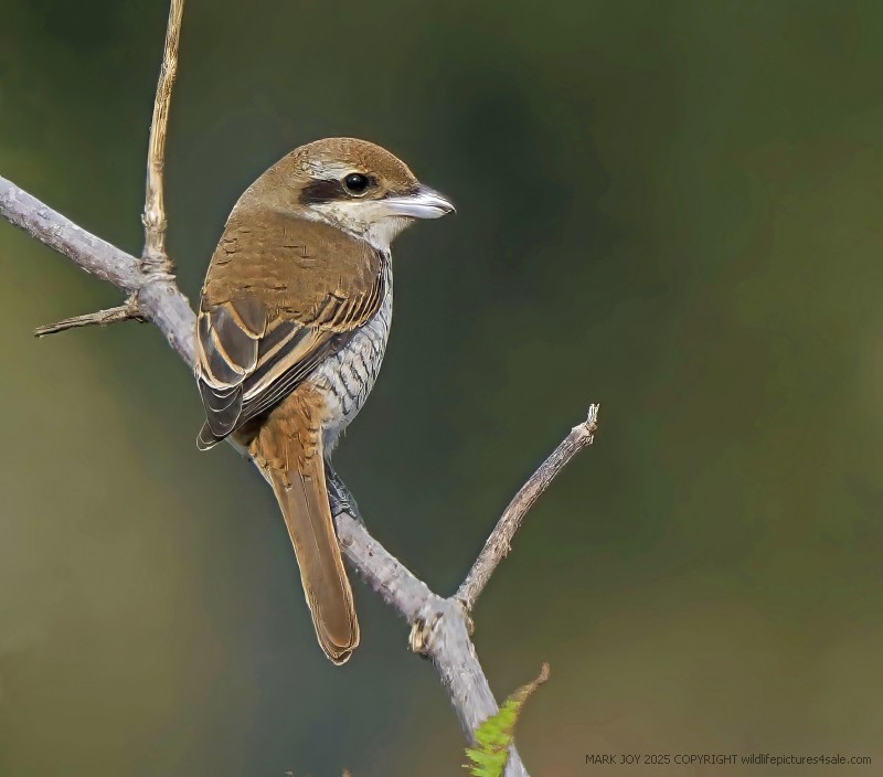 Brown Shrike