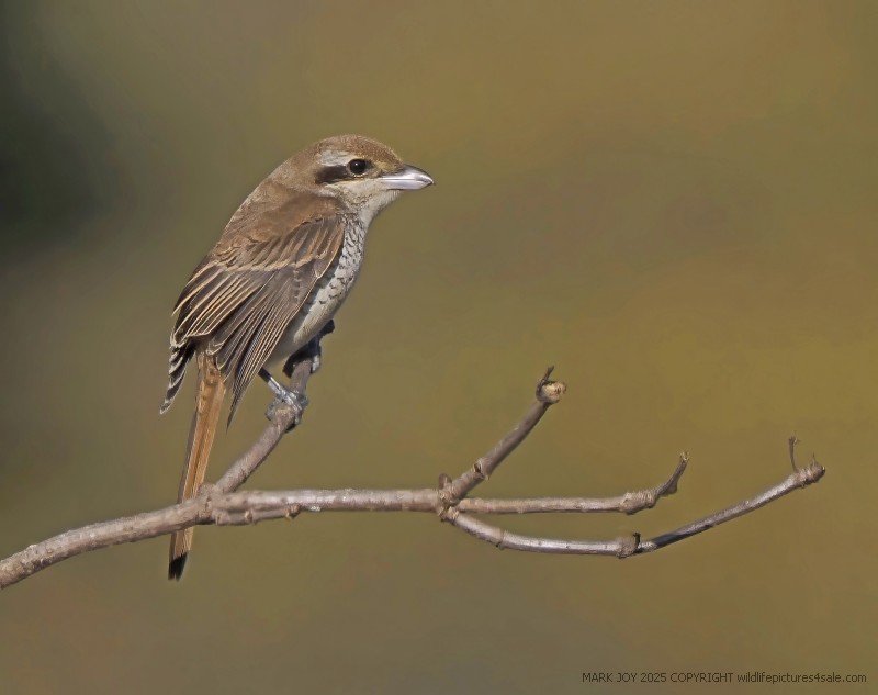 Brown Shrike