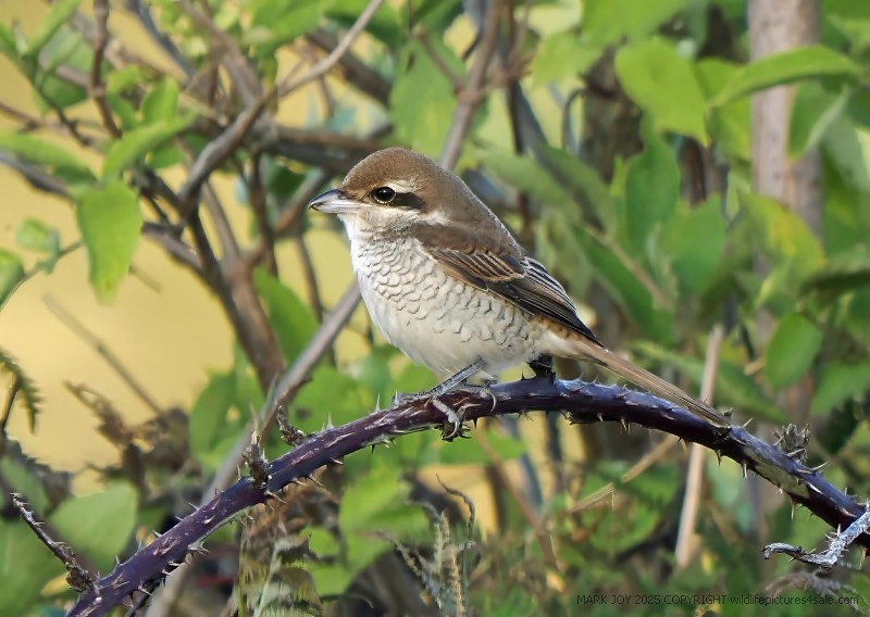 Brown Shrike