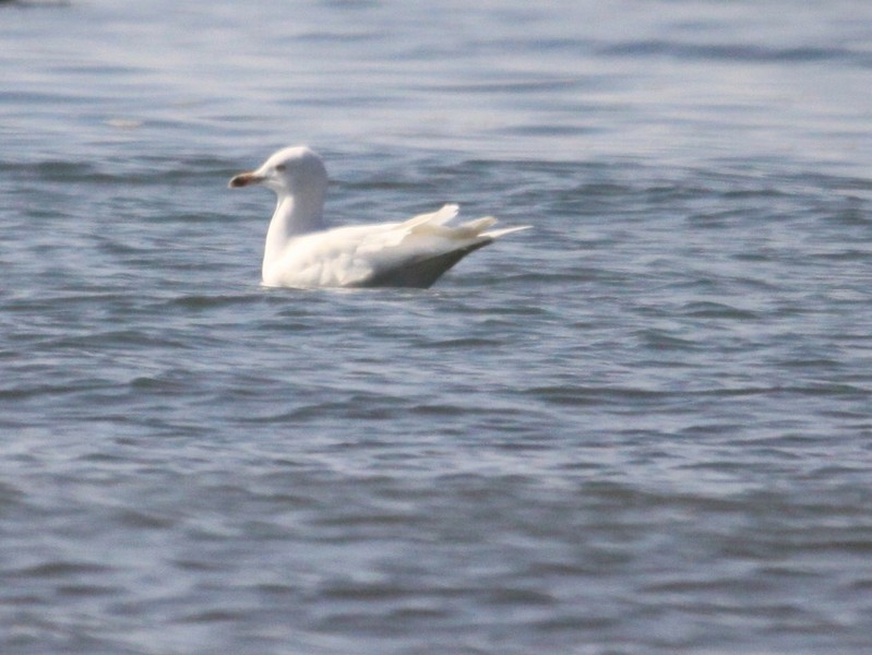 Herring Gull