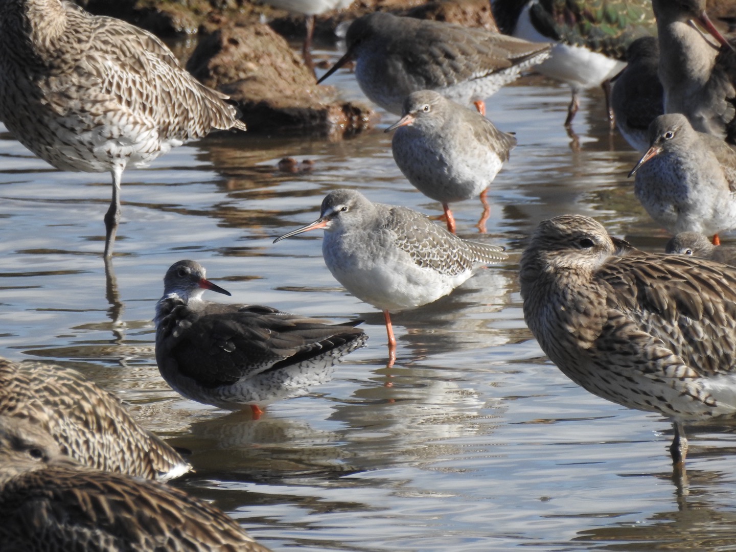 Spotted Redshank