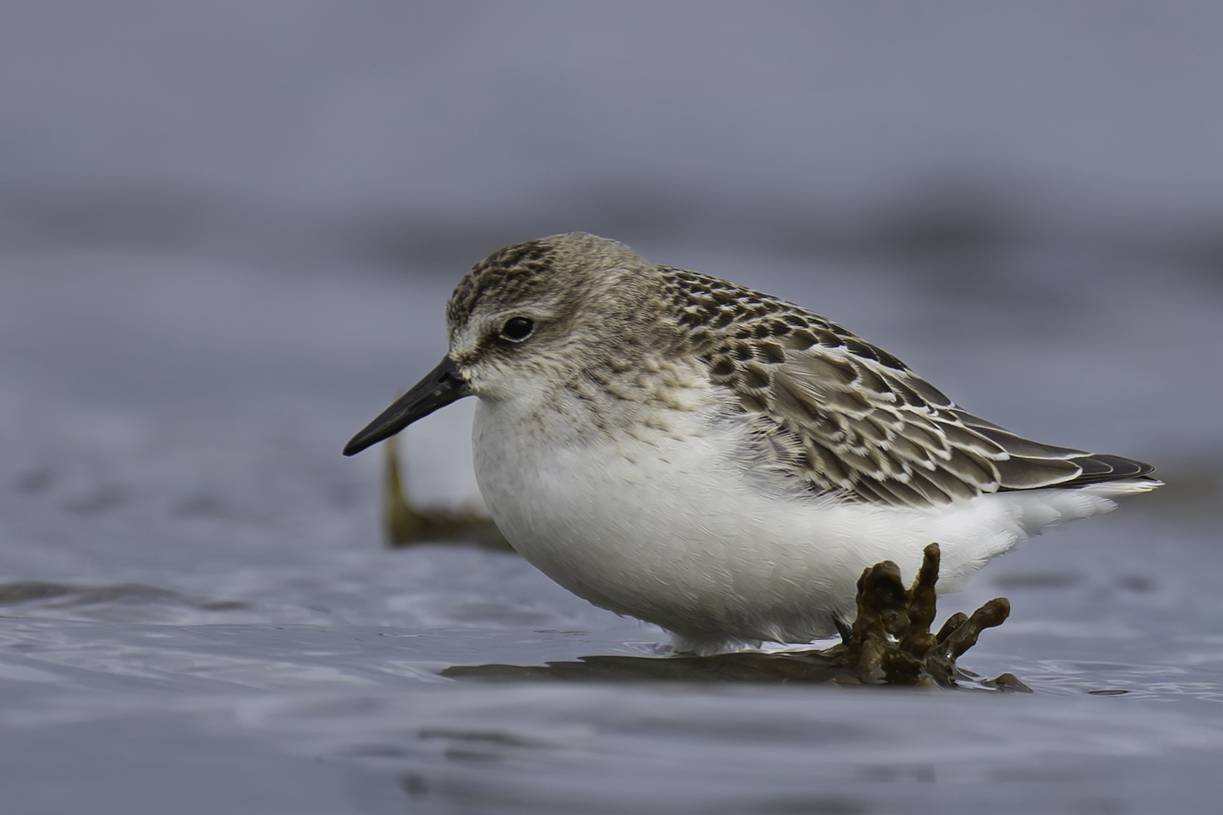 Semipalmated Sandpiper