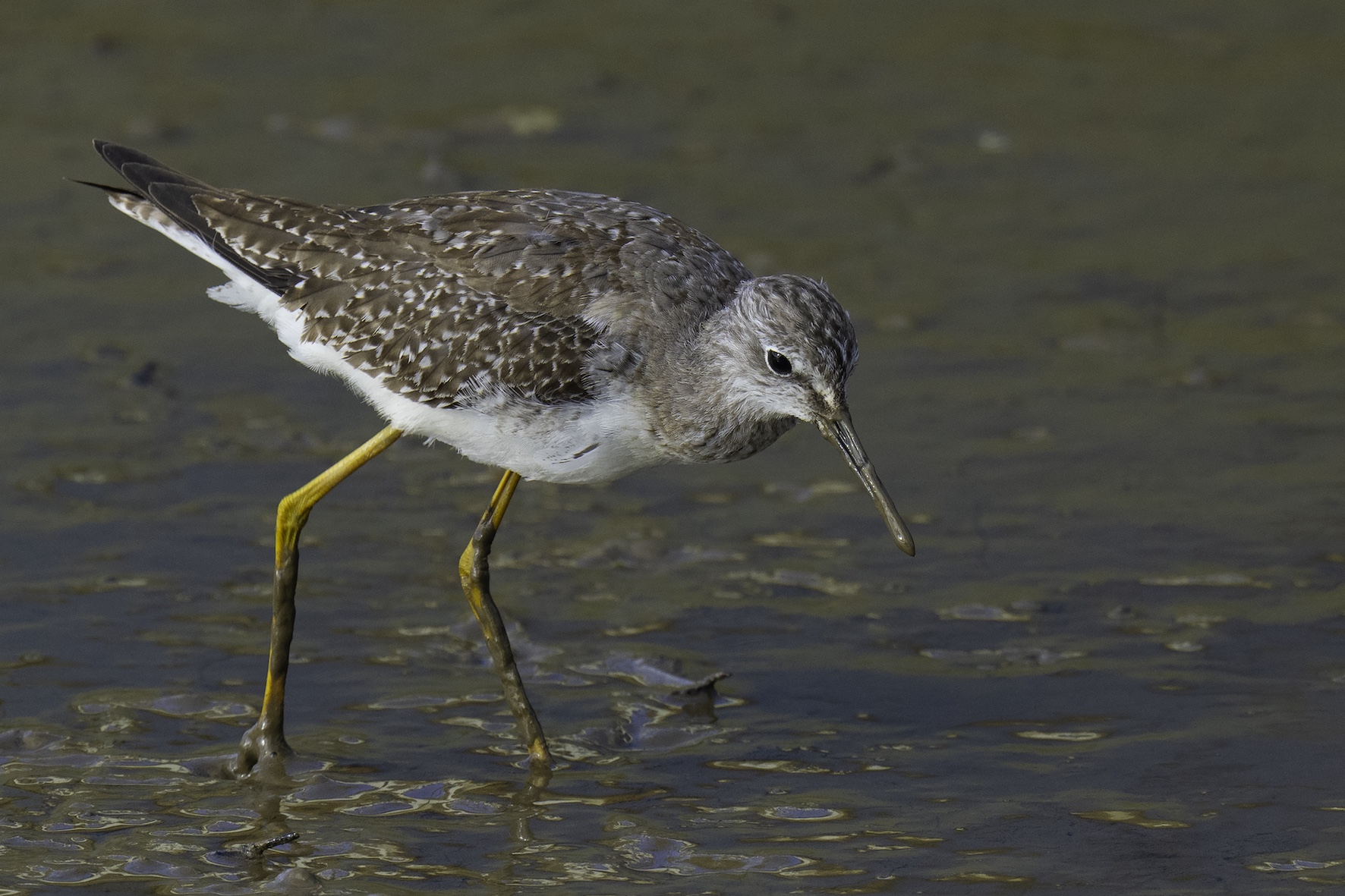 Lesser Yellowlegs