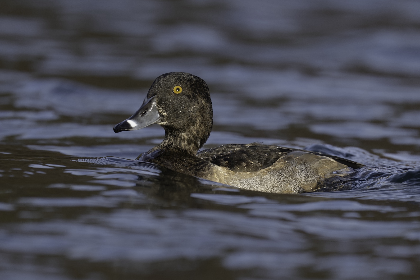 Ring-necked Duck