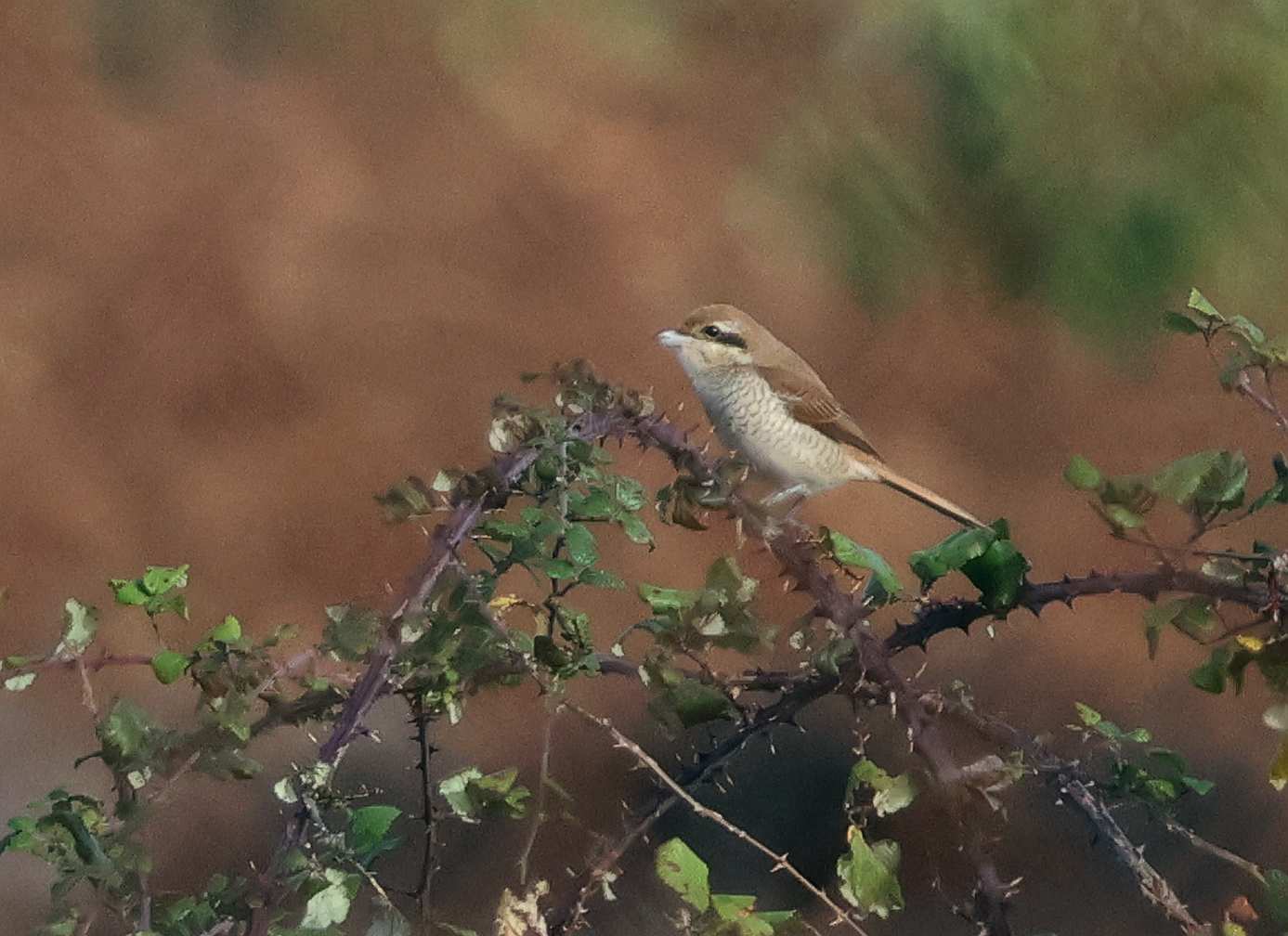 Brown Shrike