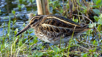 Jack Snipe