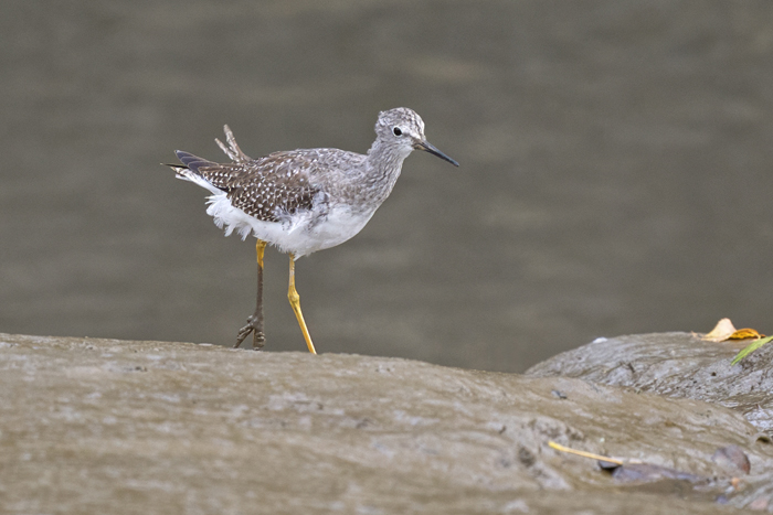 Lesser Yellowlegs