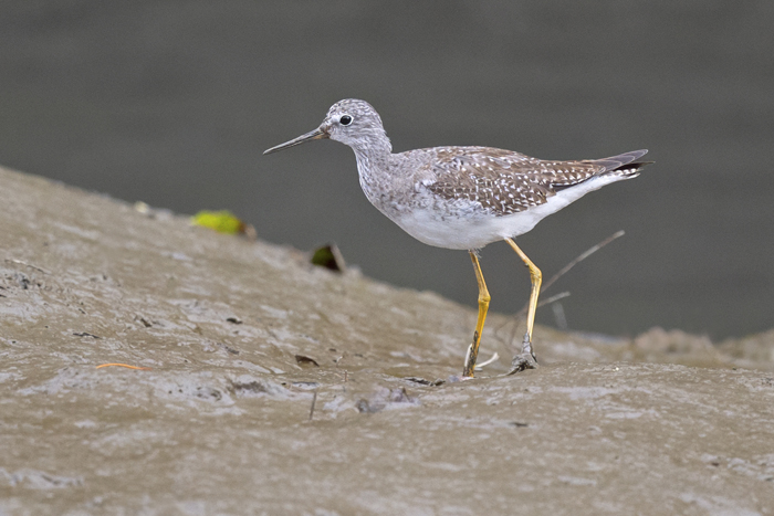 Lesser Yellowlegs