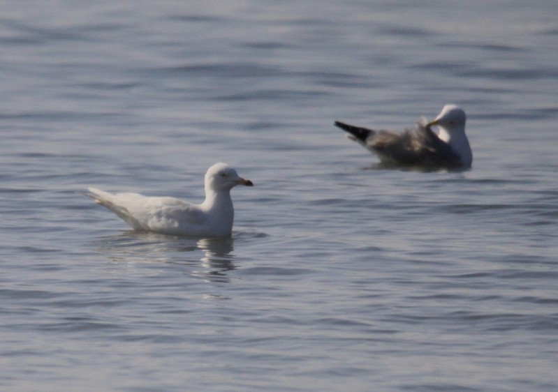 Herring Gull