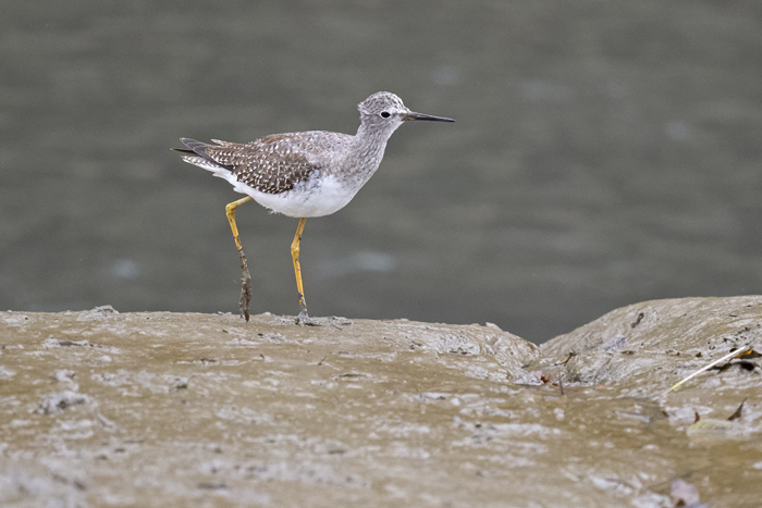 Lesser Yellowlegs