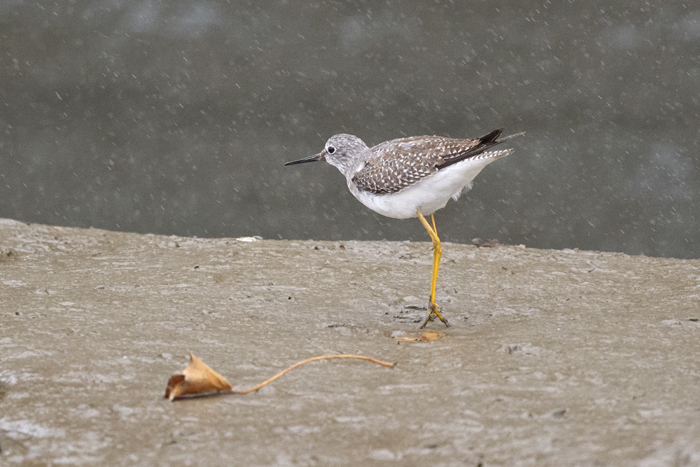 Lesser Yellowlegs