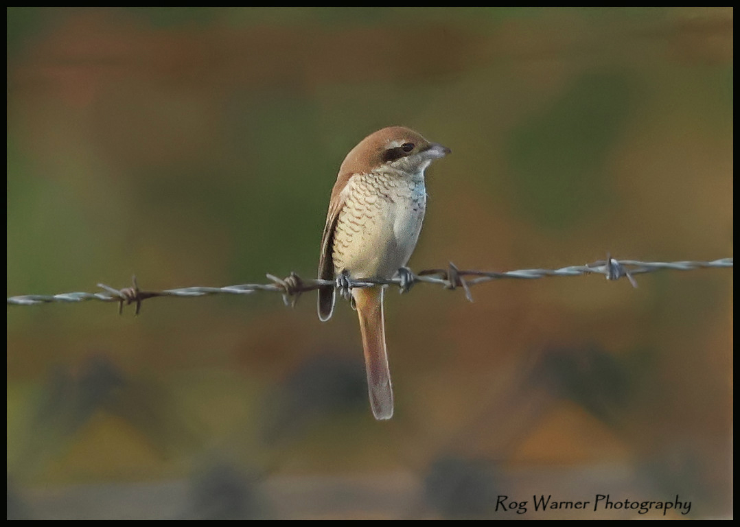 Brown Shrike