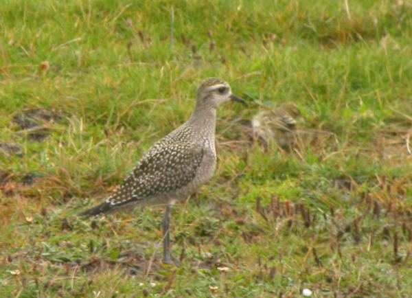 American Golden Plover