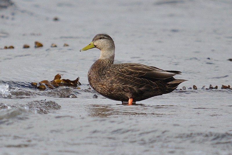 Black Duck