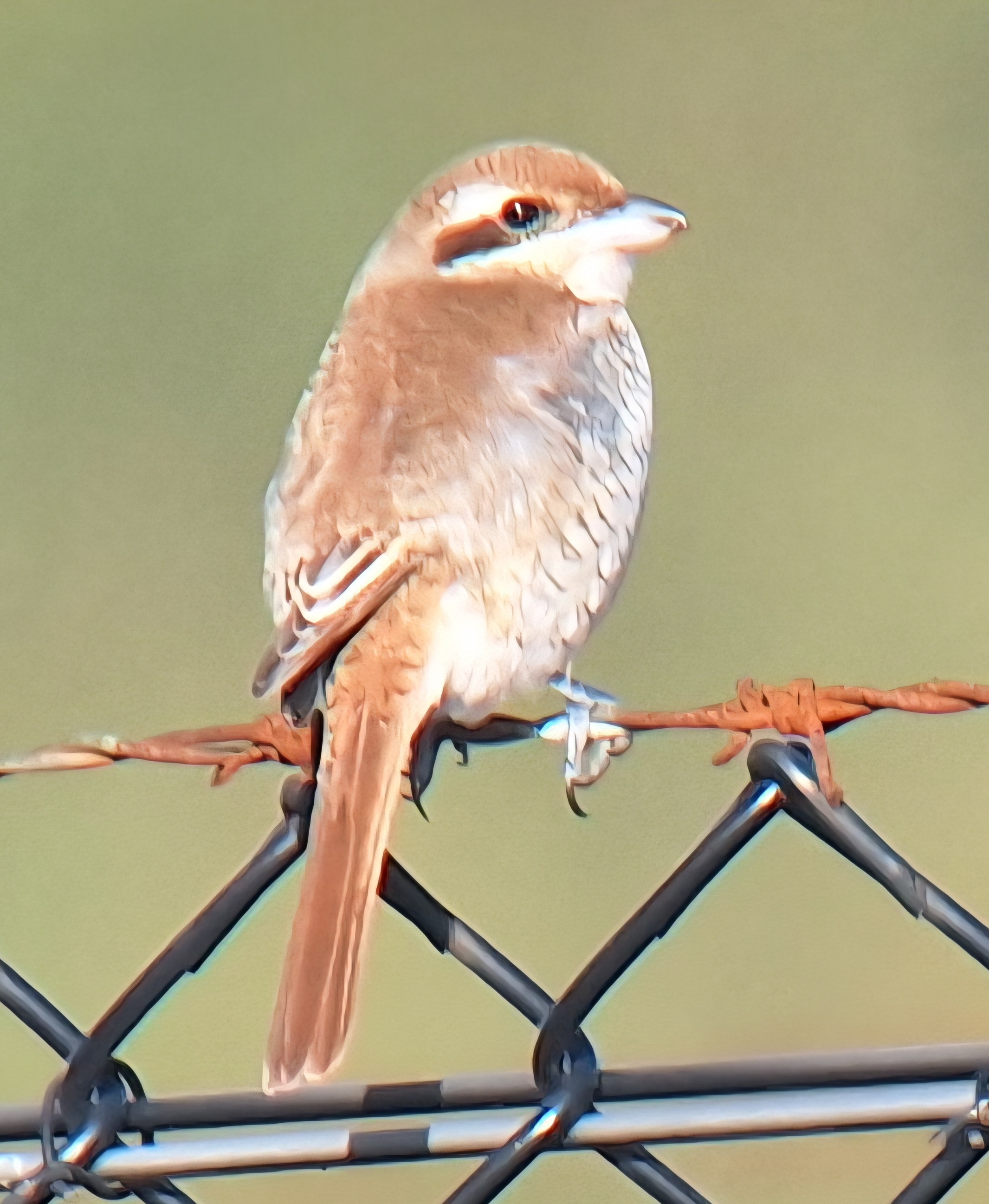 Brown Shrike
