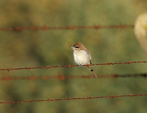 Brown Shrike