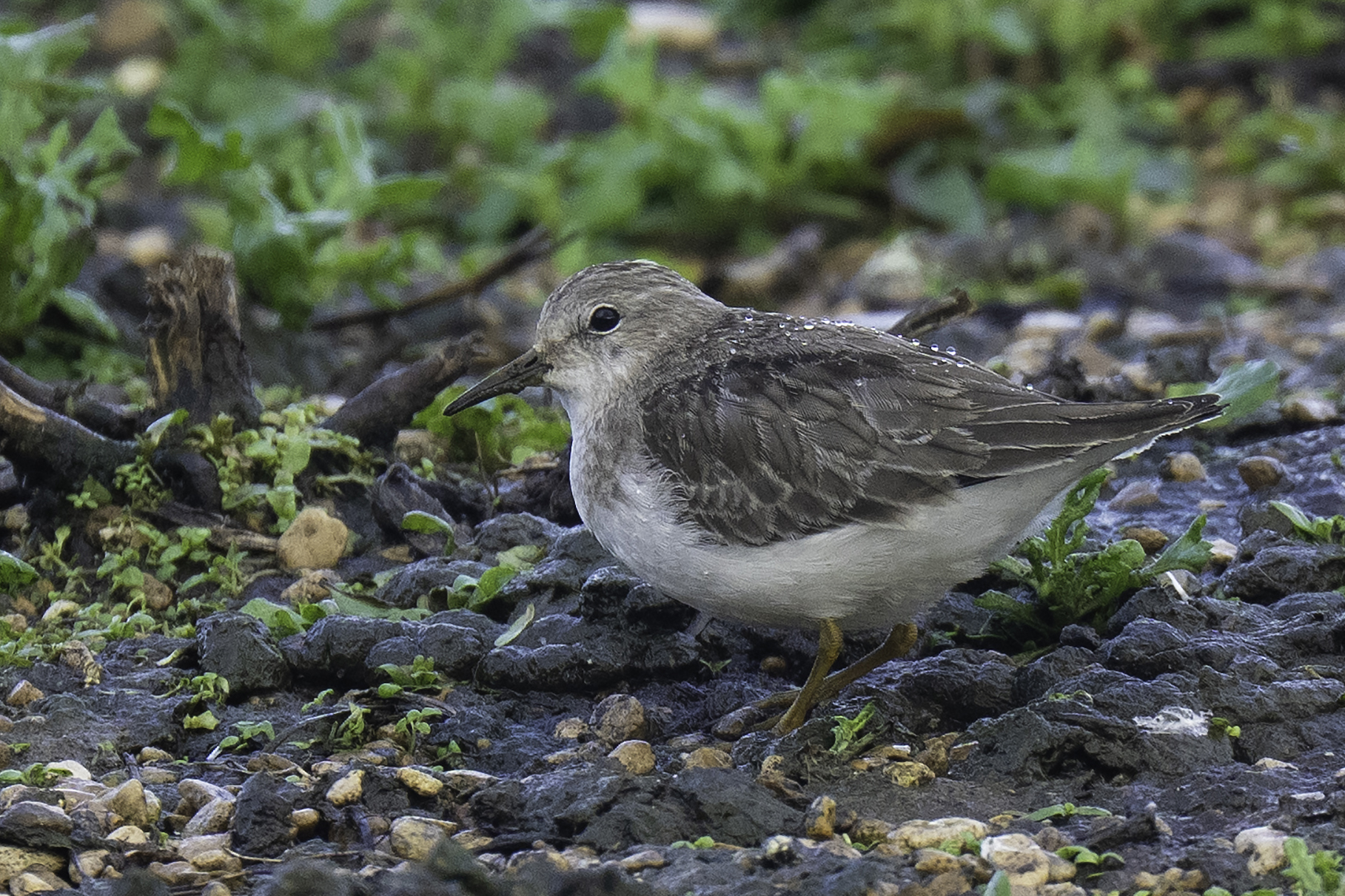 Temminck's Stint