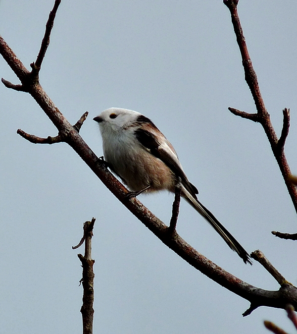 Northern Long-tailed Tit