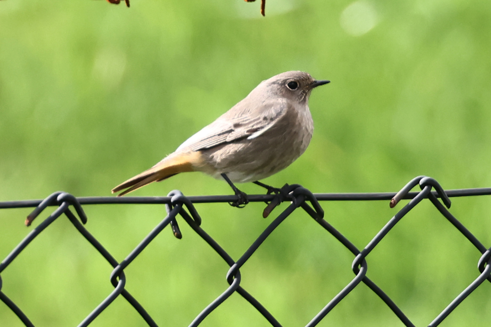 Black Redstart