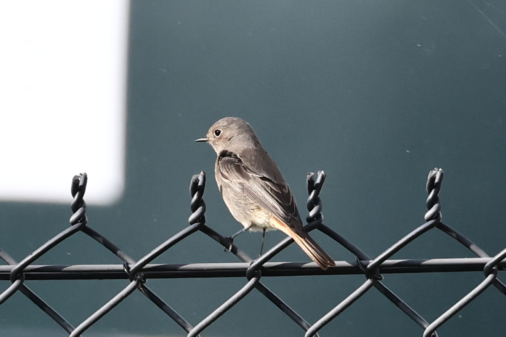 Black Redstart