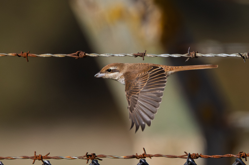 Brown Shrike