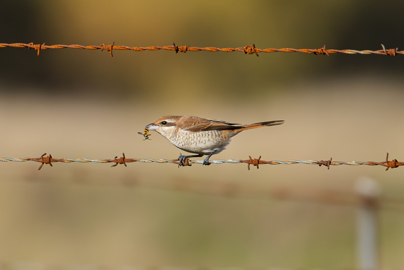 Brown Shrike