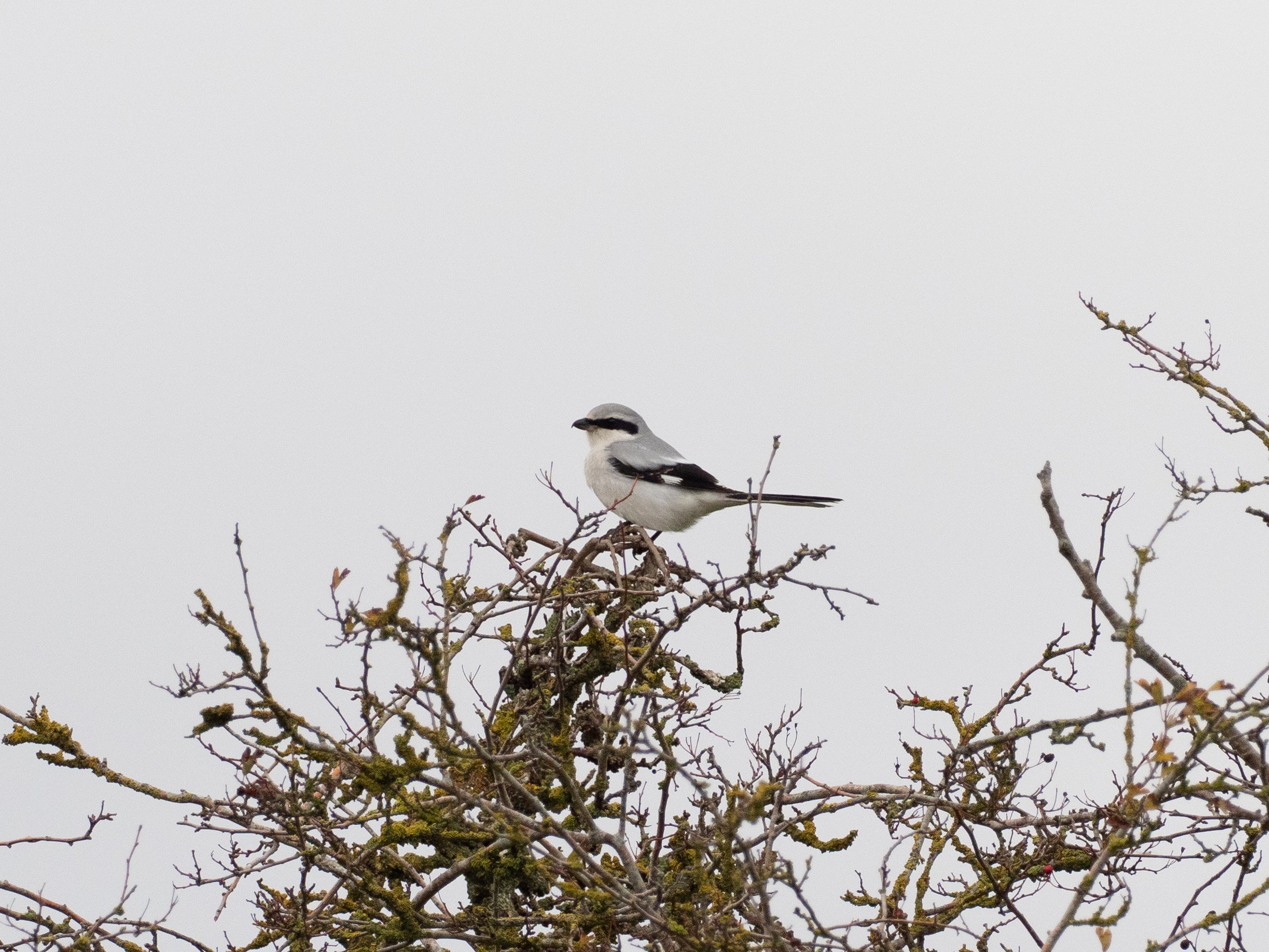 Great Grey Shrike