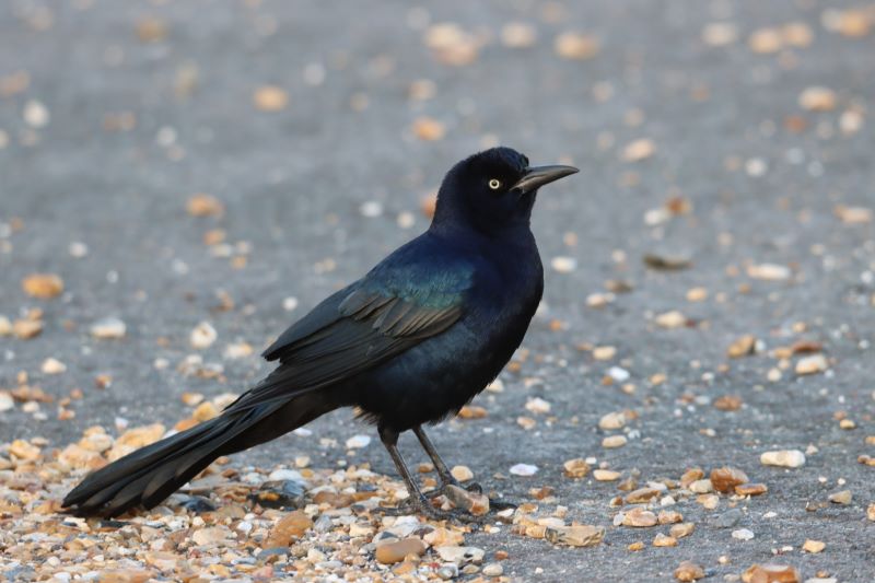 Boat-tailed Grackle