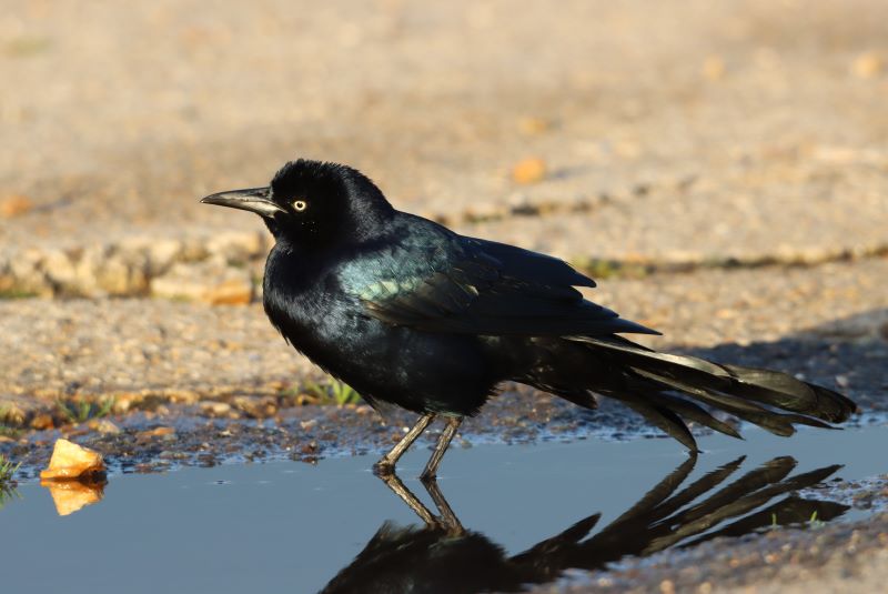 Boat-tailed Grackle