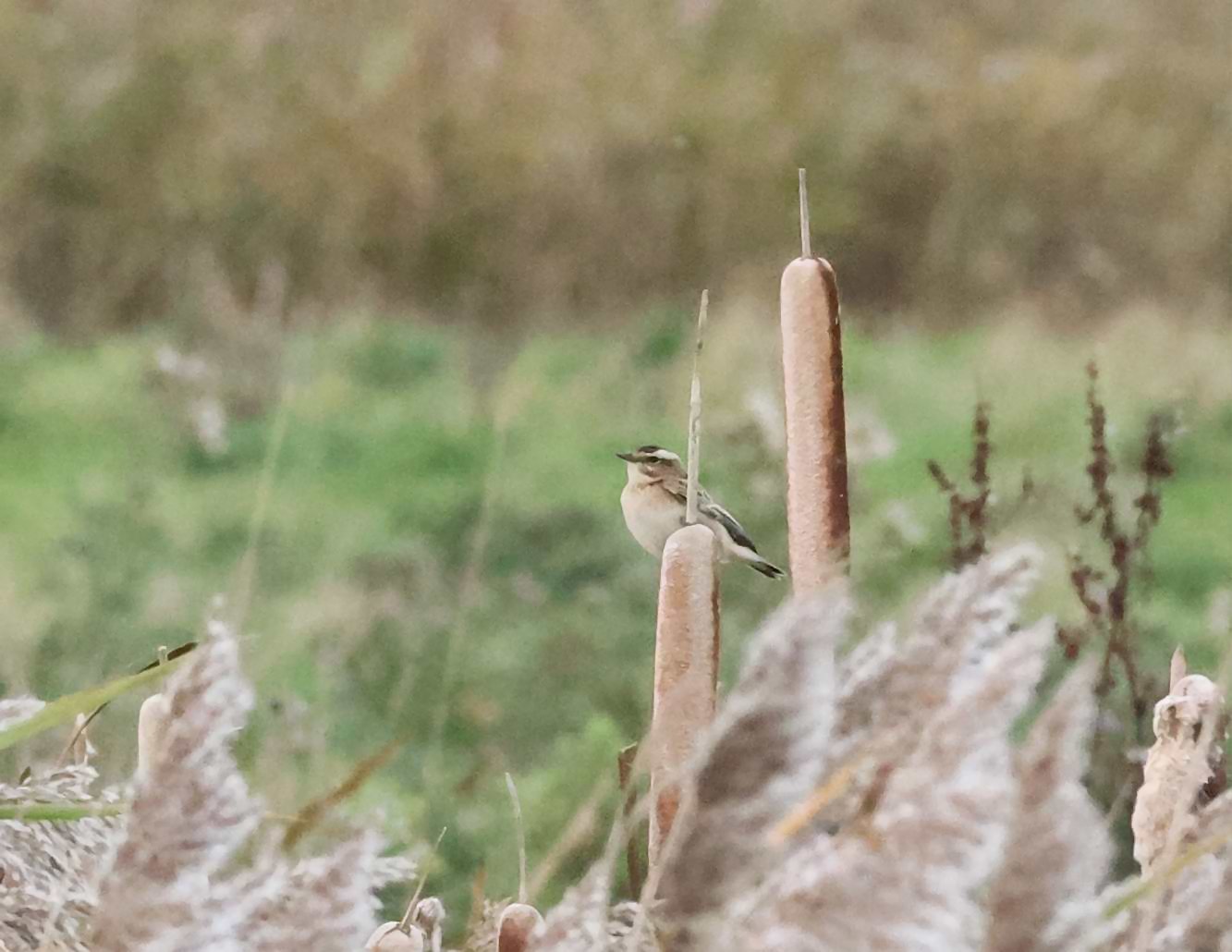Whinchat