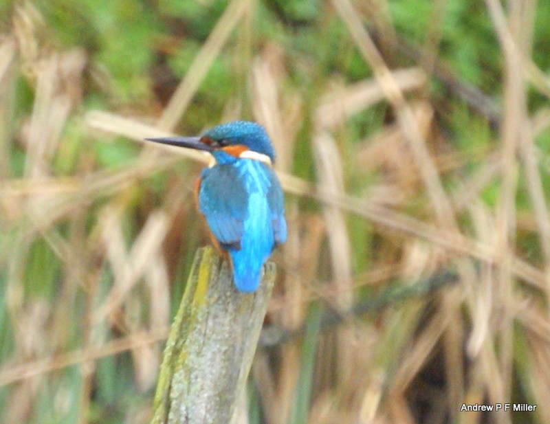 Kingfisher