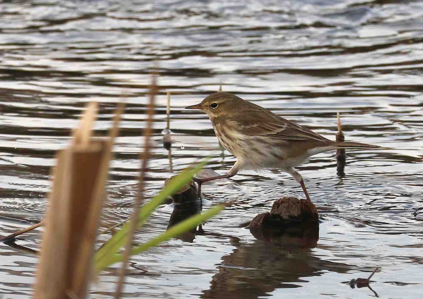 Water Pipit