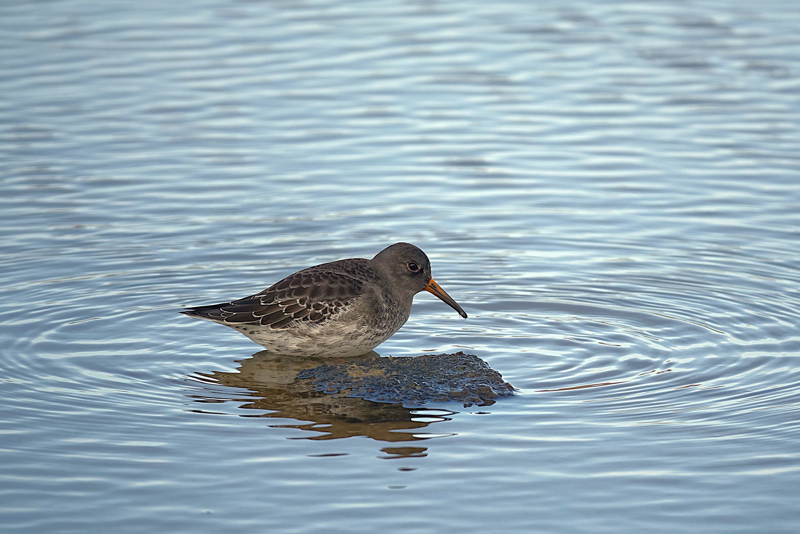 Purple Sandpiper