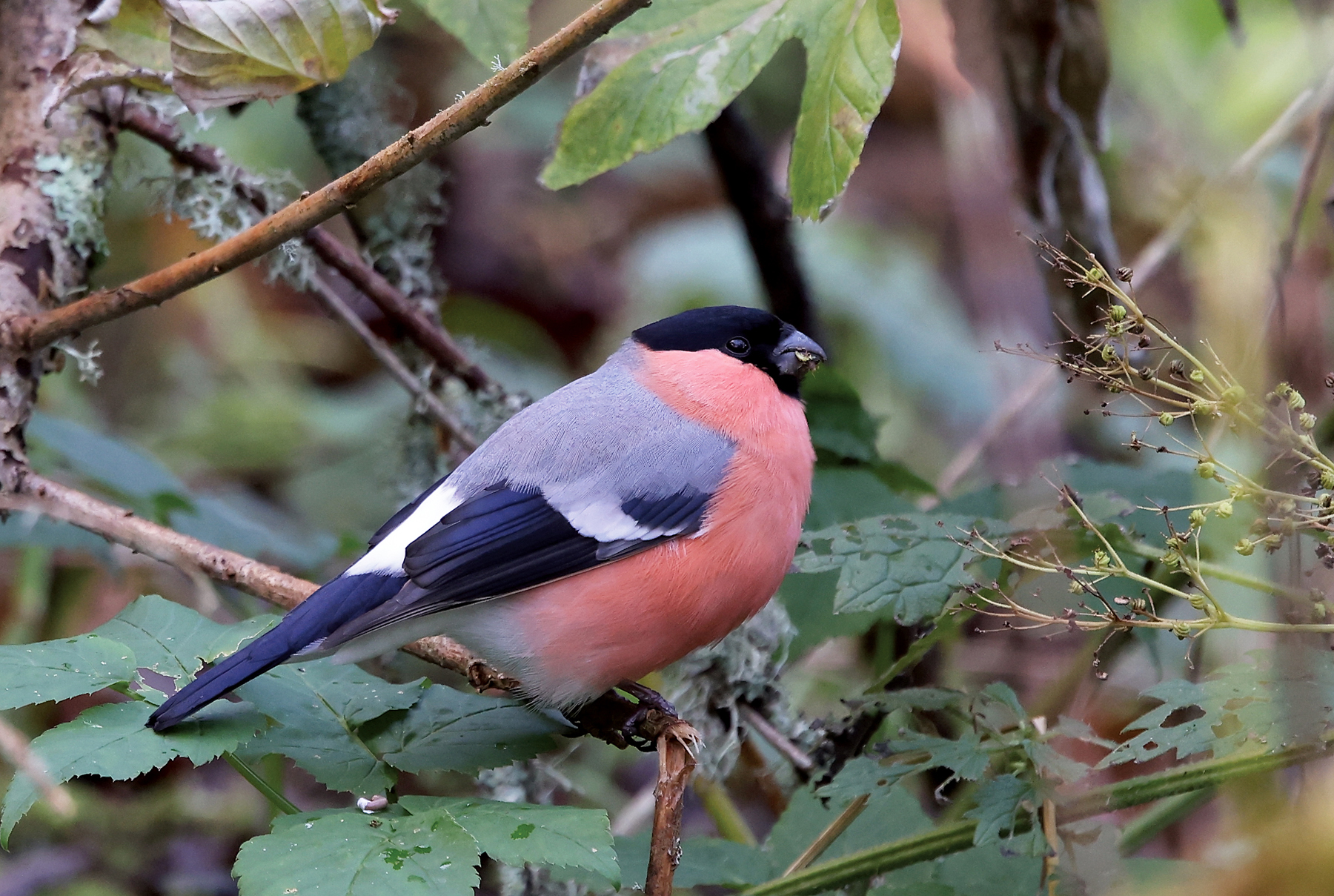 Northern Bullfinch