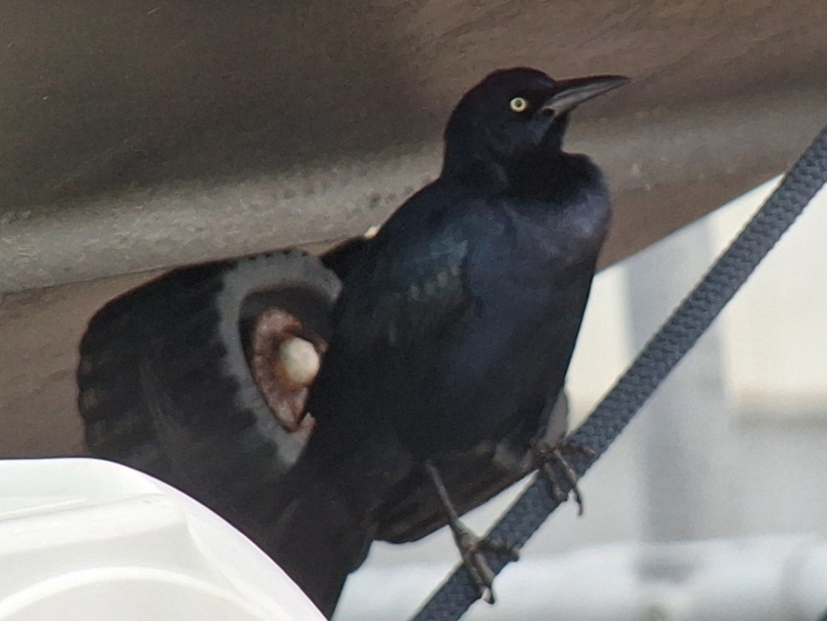 Boat-tailed Grackle