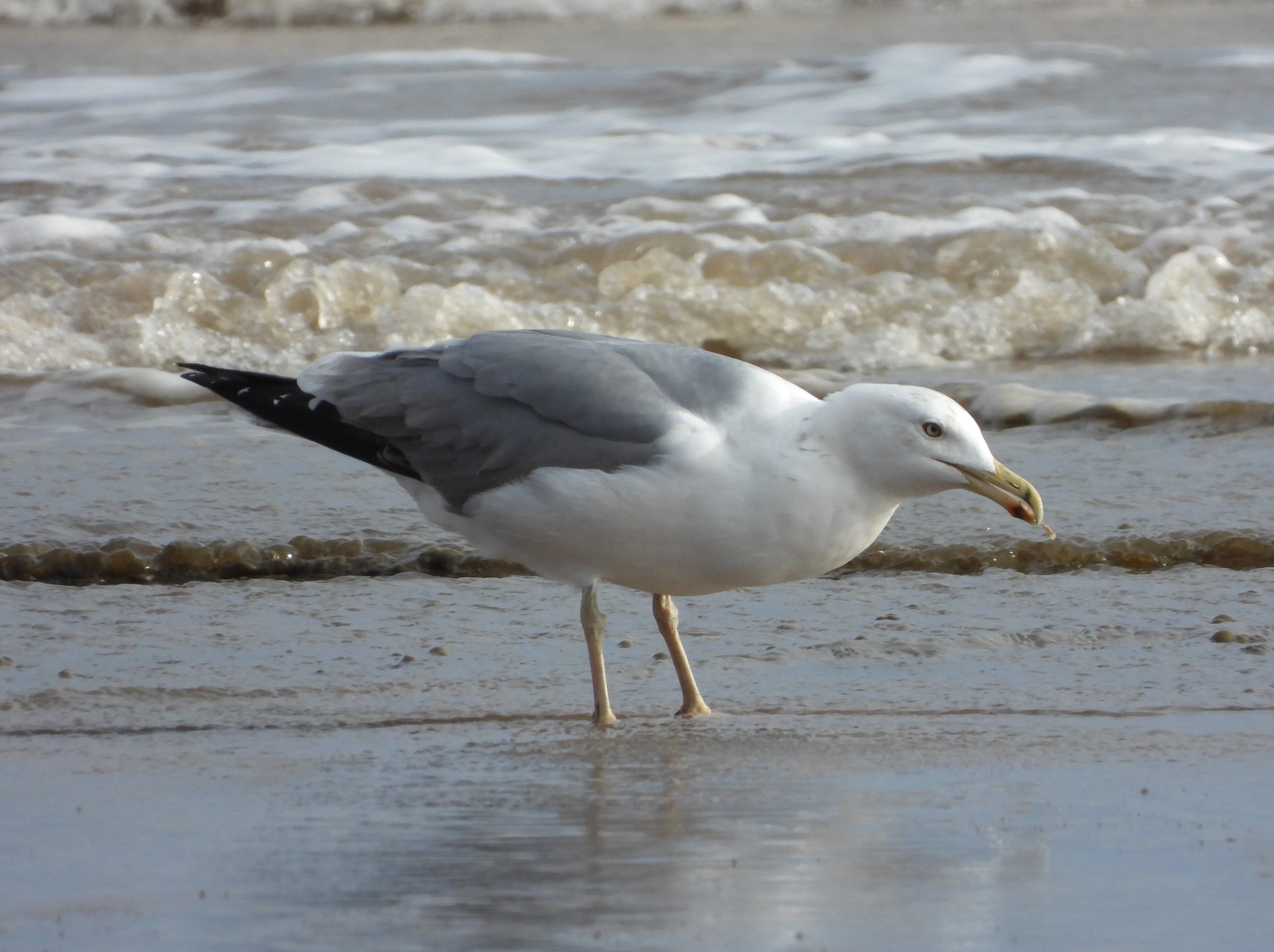 Yellow-legged Gull