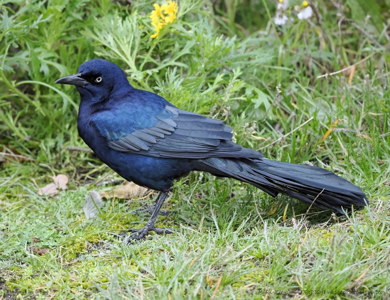 Boat-tailed Grackle
