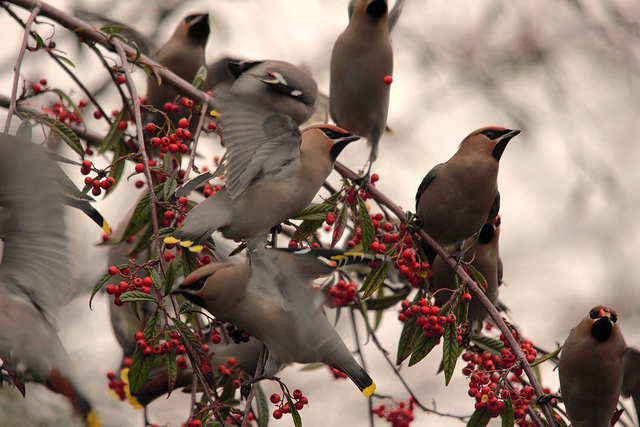 Waxwing