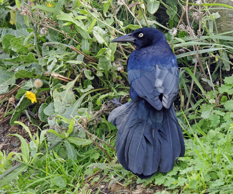 Boat-tailed Grackle
