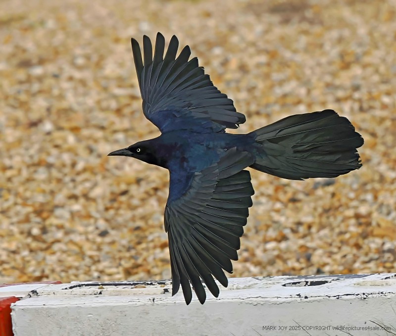 Boat-tailed Grackle