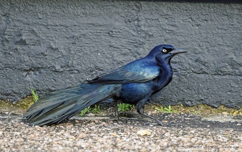 Boat-tailed Grackle