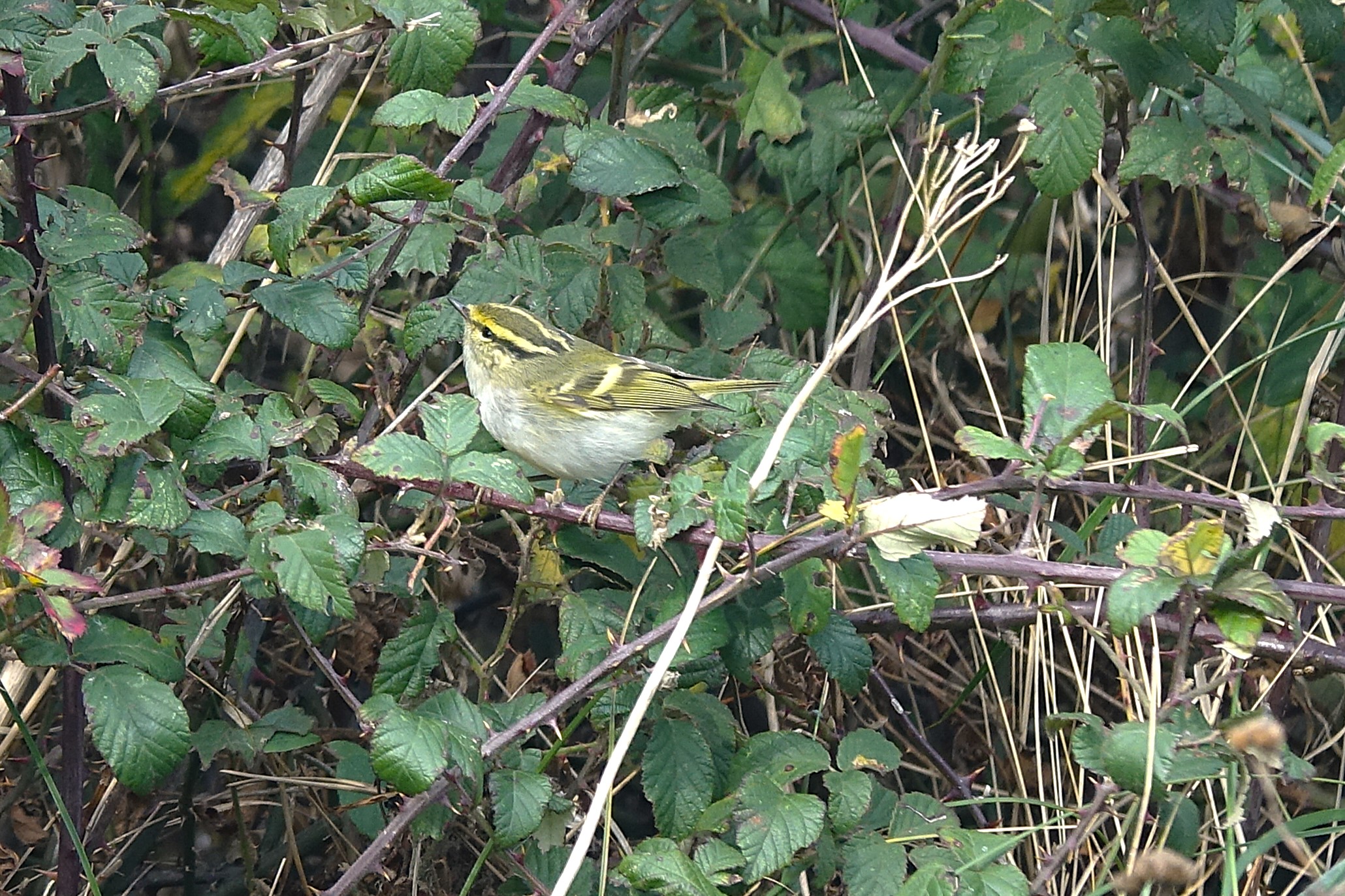 Pallas's Warbler