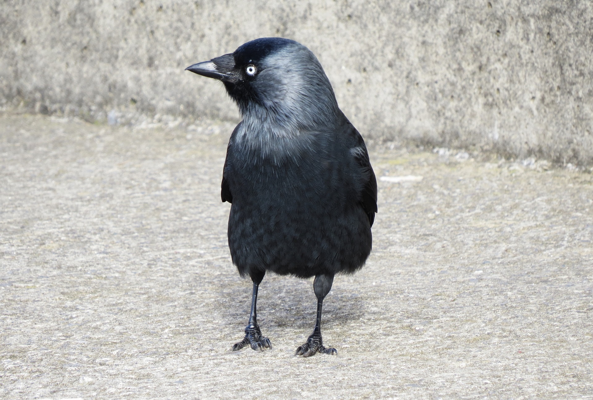 Jackdaw