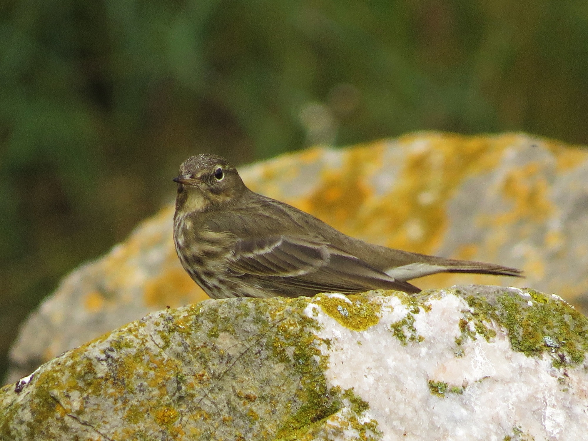 Rock Pipit
