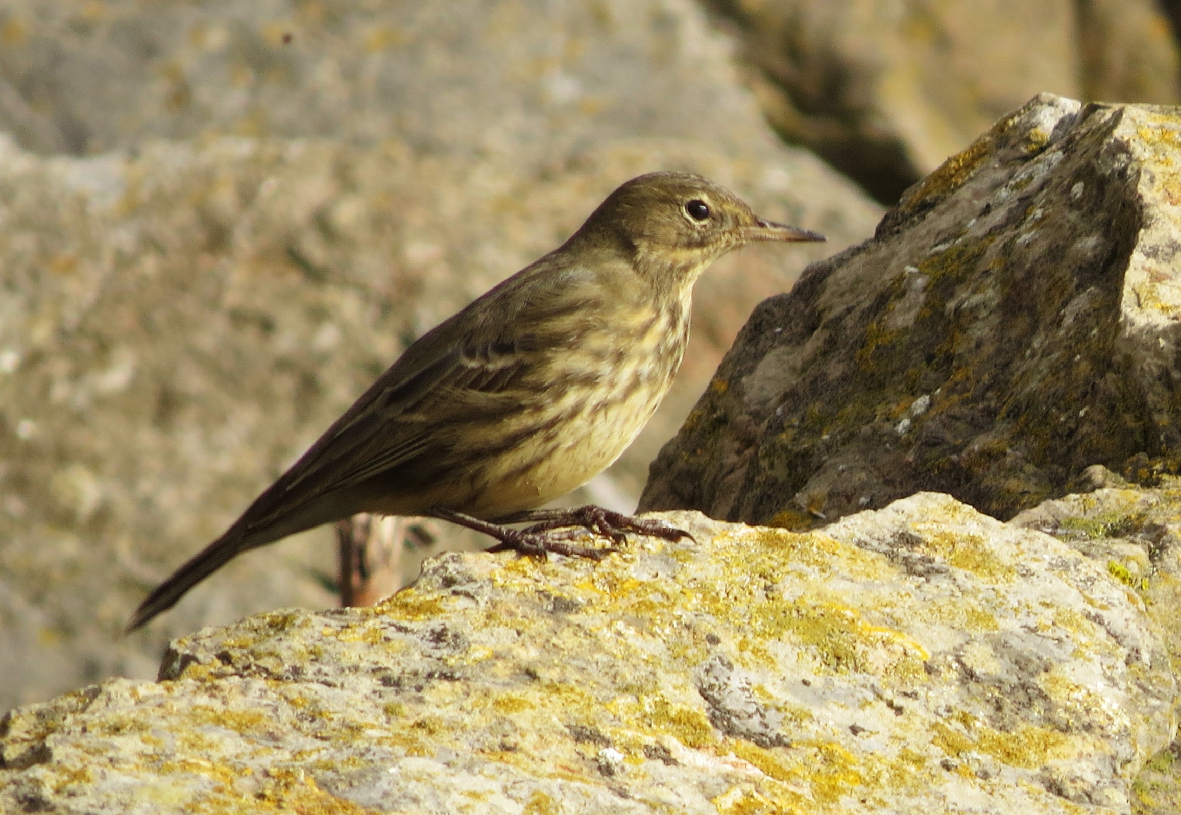 Rock Pipit