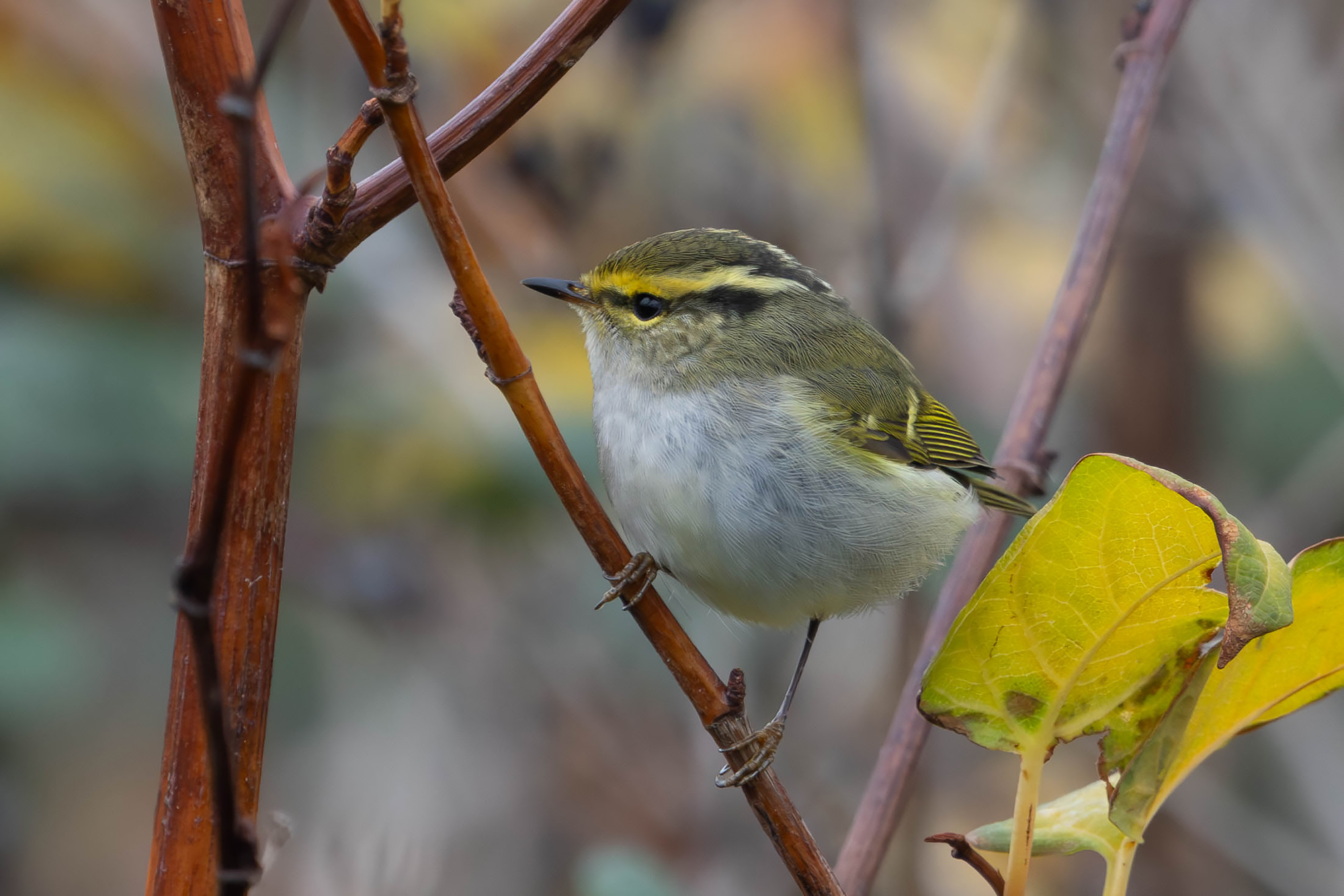 Pallas's Warbler